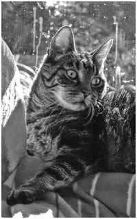 Close-up portrait of cat