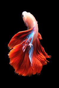 Close-up of fish swimming in sea