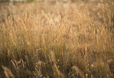 Close-up of wheat field