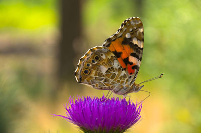 Close-up of butterfly pollinating on purple flower
