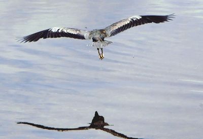 Bird flying against sky