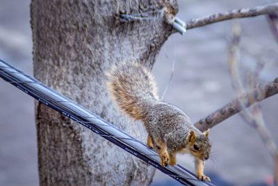 Low angle view of squirrel on tree