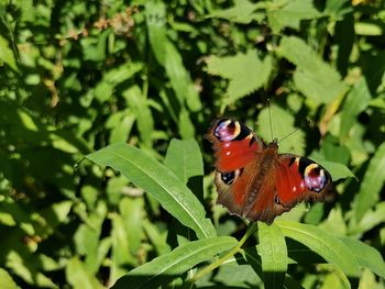 Close-up of butterfly pollinating on leaf