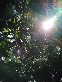 Low angle view of sunlight streaming through tree