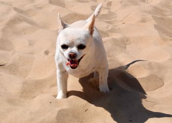 High angle view of dog on sand