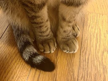 High angle view of cat on wooden floor