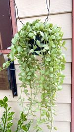 High angle view of potted plant on window