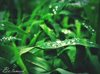 green color