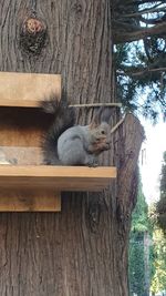 Squirrel on tree trunk