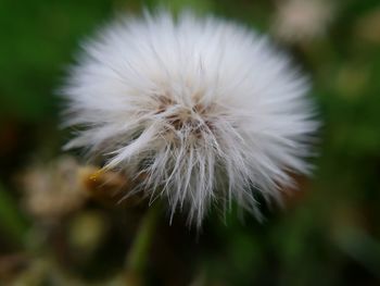 Close-up of white dandelion flower