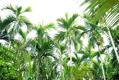 Low angle view of palm trees against sky