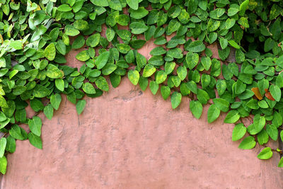Close-up of ivy on wall