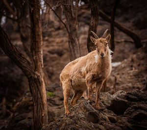 Deer in forest