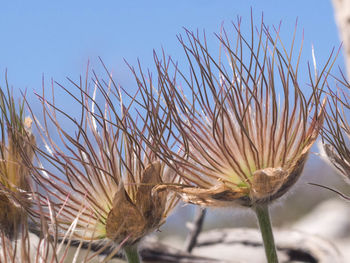 Close-up of fresh plants against clear sky