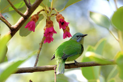 Close-up of bird perching on branch