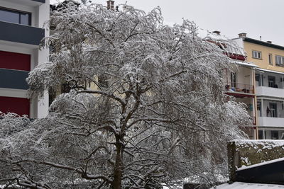 Low angle view of frozen tree against building
