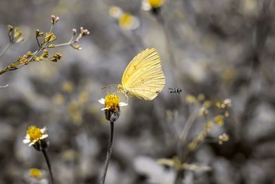 Close-up of butterfly pollinating on yellow flower