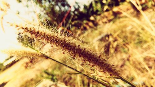 Close-up of grass