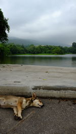 Tranquil view of lake against cloudy sky