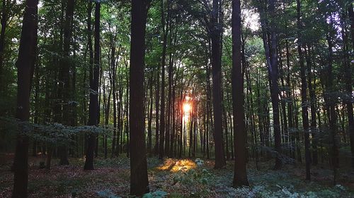 Sunlight streaming through trees in forest