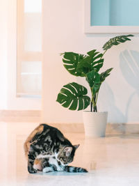 Cat sitting on potted plant at home