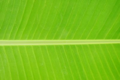 Full frame shot of green leaf