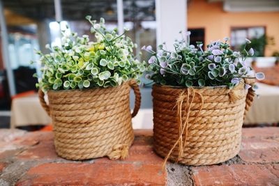 Close-up of potted plant
