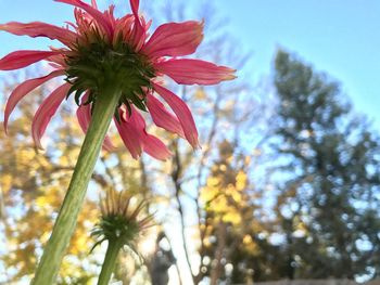 Low angle view of flower blooming against sky