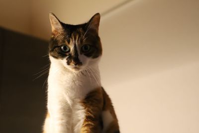 Beautiful tricolor cat staring at camera