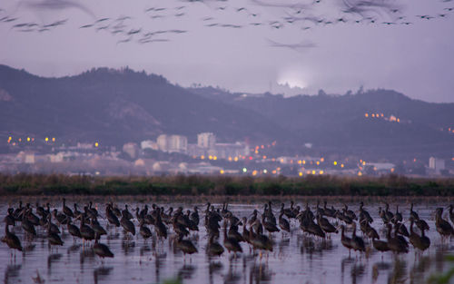 Flock of birds in the water