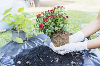 Midsection of woman holding potted plant