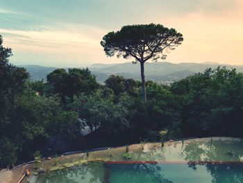 Scenic view of trees by sea