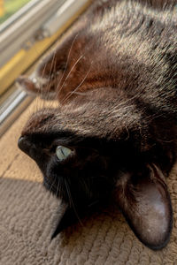 Close-up of cat relaxing at home