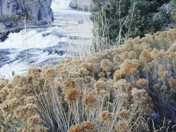 Close-up of plants in water