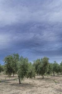 Trees on field against sky