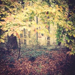 Autumn leaves on tree trunk