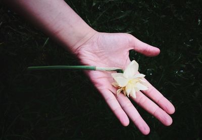 Cropped hand holding flower over plants