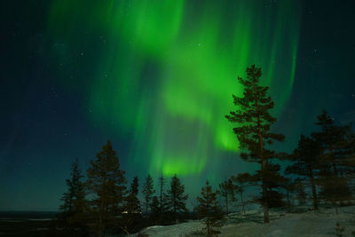 Trees in forest against sky at night
