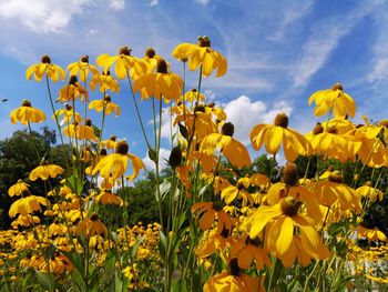 Close-up of yellow flowering plants on field against sky