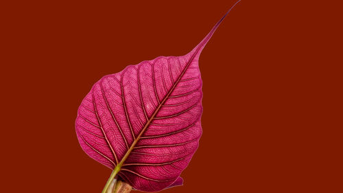 Close-up of leaves against green background