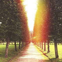 Narrow pathway along trees