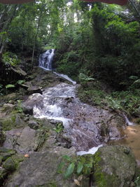 Stream flowing through forest