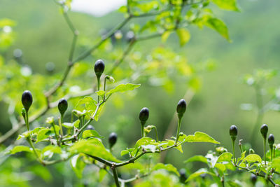 Colombian wild chili, usually grows in wild places in the form of a bush, cultivated mainly