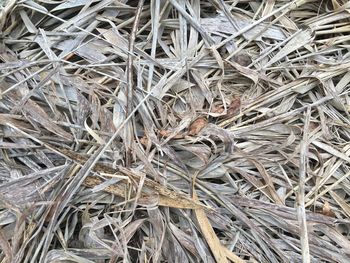 Full frame shot of dried nest
