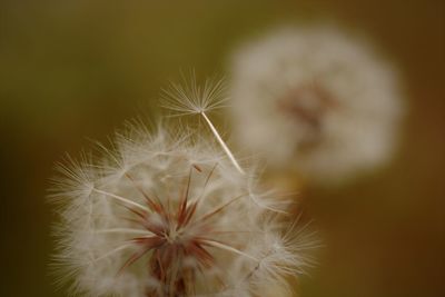 Close-up of dandelion against blurred background