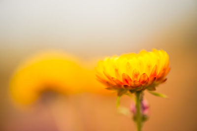 Close-up of yellow flowering plant