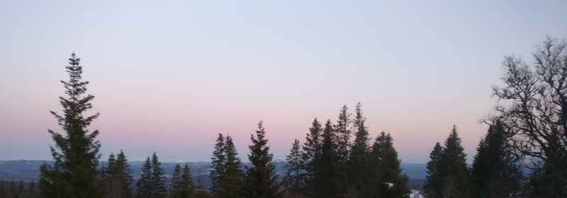 Trees in forest against clear sky during winter