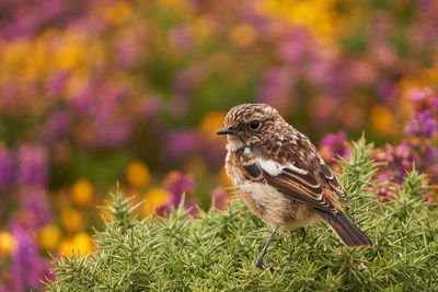 Close-up of bird perching on flower