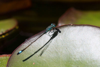 Close-up of insect