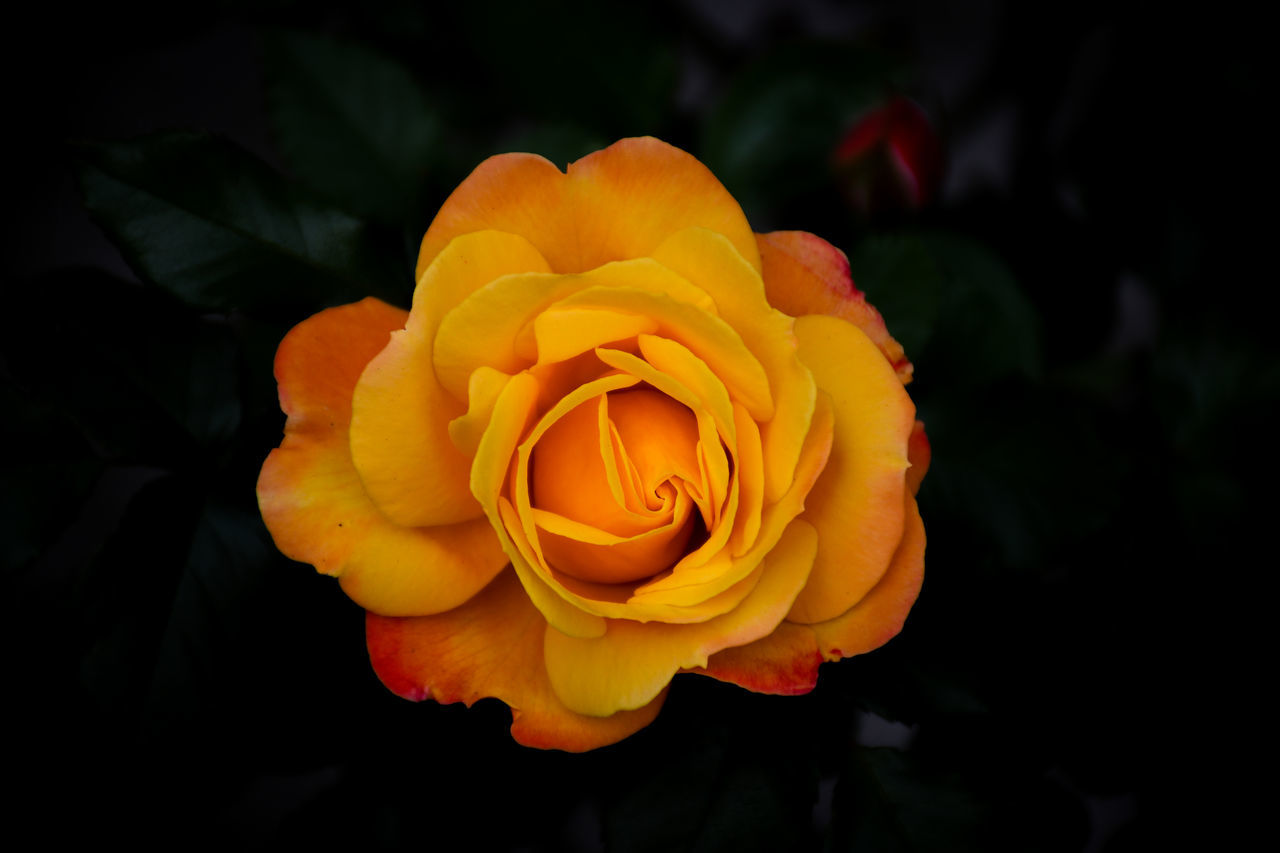 CLOSE-UP OF ORANGE ROSE FLOWER